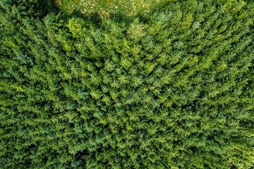 Dense green forest. Aerial top down view. Green earth concept. Developing forests for positive...