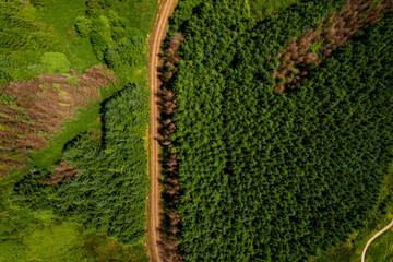 Small country road by a dense green forest. Aerial drone top down view. County Tipperary. Ireland....
