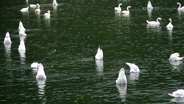 Flock of swans feeding on a lake, Cygnus olor