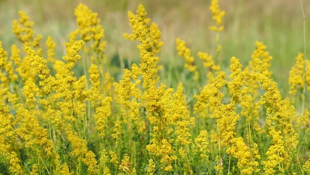 Ladys yellow bedstraw flowers on a meadow in summer