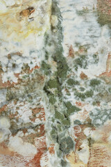 Background of colored mold on food. Moldy fungus on a bread. Shallow depth of field