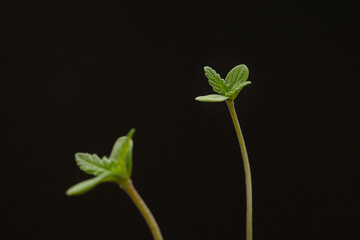 Cannabis seedling against a black background. Selective focus