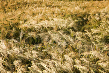 Field with ears of barley