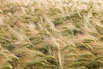 Field with ears of barley
