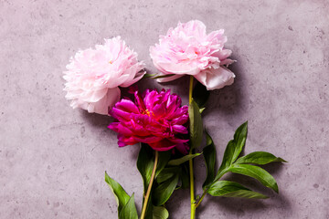 Delicate white-pink peonies