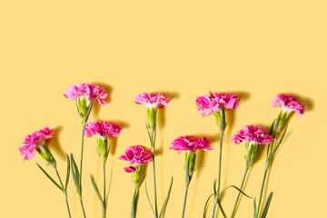 Pink carnations