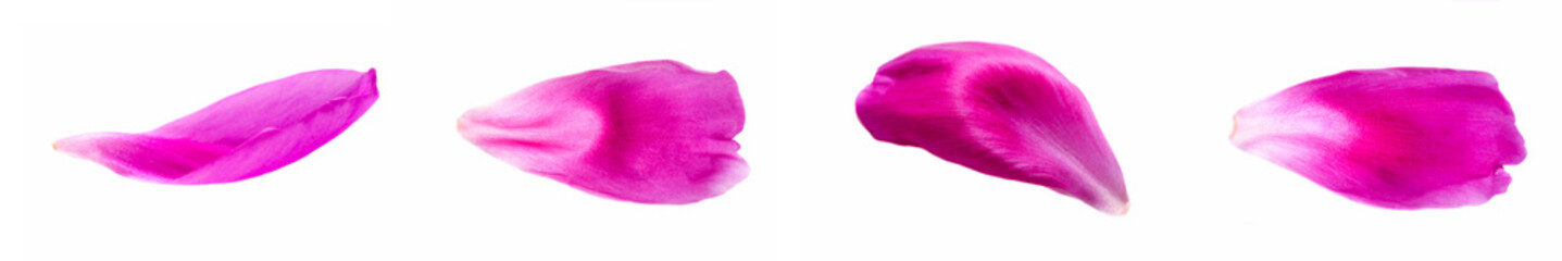 Collage of delicate petals of dark pink peony