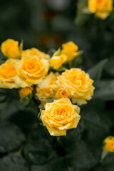A bushy yellow rose with dew at dawn. An elegant twig and a bud. Beautiful sunlight. The background image is green and yellow. Natural, environmentally friendly natural background.