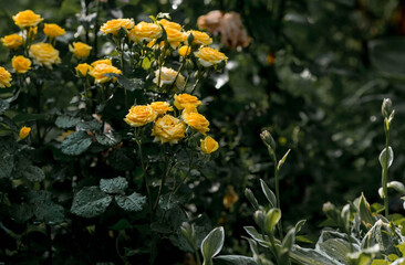 A bushy yellow rose with dew at dawn. An elegant twig and a bud. Beautiful sunlight. The background image is green and yellow. Natural, environmentally friendly natural background.