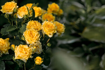 A bushy yellow rose with dew at dawn. An elegant twig and a bud. Beautiful sunlight. The background image is green and yellow. Natural, environmentally friendly natural background.