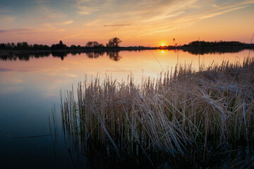 Reeds in the lake and a beautiful sunset