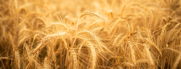 Luminous golden rye field. Natural landscape with ripe ears of rye for worldwide a nutritional concept.
