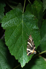 Euplagia quadripunctaria - Jersey tiger - Écaille chinée