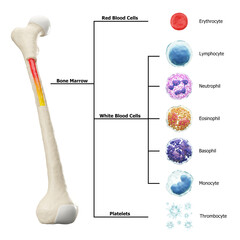 Bone marrow and blood cells formation diagram . Hematopoiesis . Femur bone with type of blood cell . Erythrocyte Lymphocyte Neutrophil Eosinophil Basophil Monocyte Thrombocyte . Isolated . 3D render . - obrazy, fototapety, plakaty