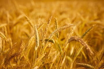 Golden cereal field with ears of wheat