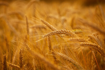 Golden cereal field with ears of wheat