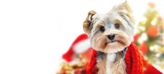 Banner of small dog (puppy) yorkshire terrier with cute expression at Christmas. Gifts and...
