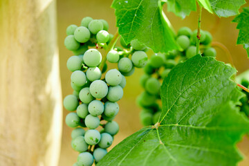 green grapes on grapevine in vineyard