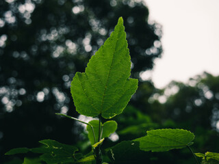 Green leaf