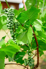 green grapes on grapevine in vineyard