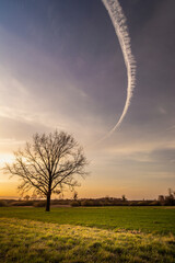 A tree in the meadow and a streak in the sky