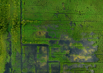 Peatland in wet. Marshland and Swamp landscape. Wild mire. East European swamps and Peat Bogs....