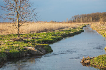 A tree growing by a small river in eastern Poland