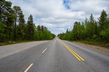 Asphalt road in coniferous forest