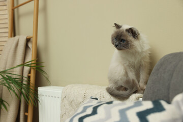 Cute Birman cat on radiator with knitted plaid indoors