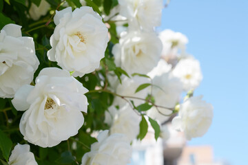 Fototapeta na wymiar Beautiful blooming rose bush outdoors, closeup view