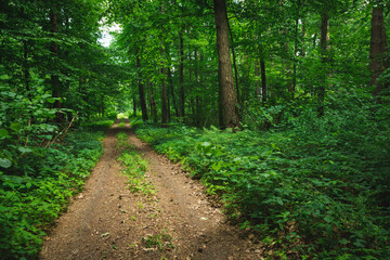 Fototapeta na wymiar Dirt road through a beautiful green forest