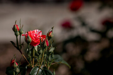 Striped white-red roses of a beautiful delicate shade with dew at dawn. Beautiful sunlight. The background image is green and pink. Natural, environmentally friendly natural background.