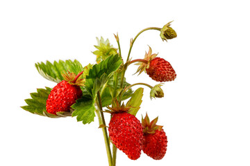 Bunch of Wild red ripe strawberry (fragaria vesca) isolated on white background. Woodland strawberry fruits.