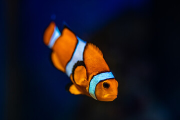 Colorful reef fish. Ocellaris clownfish, Amphiprion ocellaris, also known as the false percula clownfish or common clownfish
 - obrazy, fototapety, plakaty
