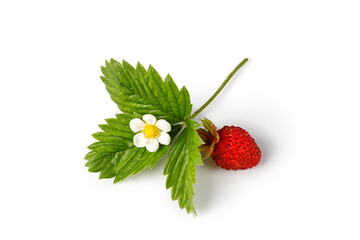 Wild red ripe strawberry (fragaria vesca) isolated on white background with green leaf and flower. Woodland strawberry fruits.