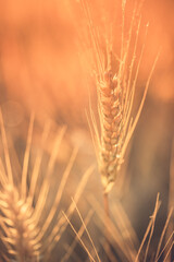 Wheat field. Ears of golden wheat closeup. Rural scenery under shining sunlight, peaceful autumn landscape of wheat field. Beautiful ripe organic ears of wheat during harvest against blue sky.