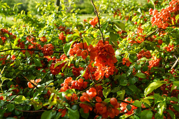 Closeup of bright red flowering Japanese quince or Chaenomeles japonica on the blurred garden...