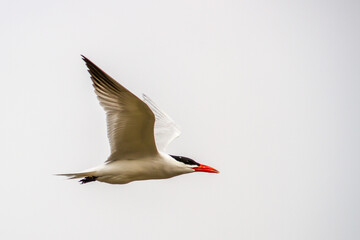 Tern in Flight