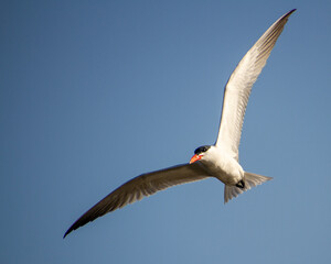Tern in Flight