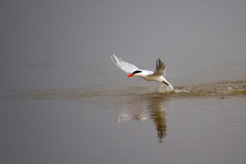 Fototapeta na wymiar Tern Taking Off