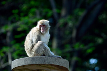 ニホンザル
