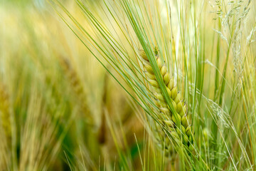 Green ear of grain on a farmland