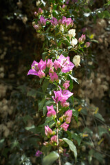 Pink bougainvillea flowers with blurred background in green bushes.  flowers climbed up on a fence.