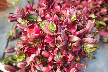 Tradescantia Zebrina Purpusii houseplant indoor plant. Setcreasea purpurea.