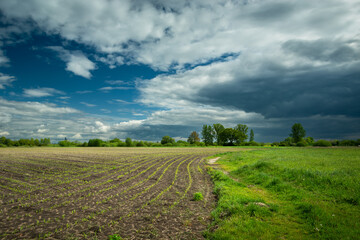 Fototapeta premium Sown rural field and coming cloudy sky