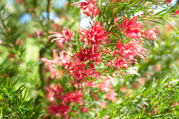 A Rosemary grevillea bush with small red flowers growing in a garden. Grevillea rosmarinifolia. Grevillea rosmarinifolia (rosemary grevillea), red flowers on tree branch