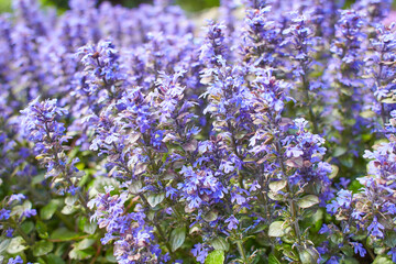 Violet carpet bugleweed flowers. Ajuga reptans or blue bugle plants growing in spring garden.