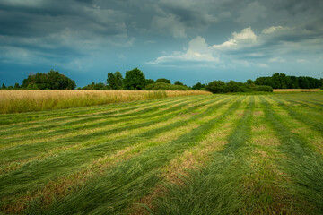 Strips of mown grass in the meadow and cloudy skies