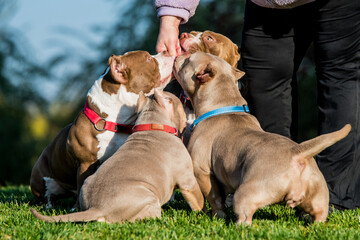 American Bully puppies dogs with owner on nature