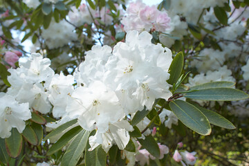 Closeup shot of pacific rhododendron with white petals and green leaves